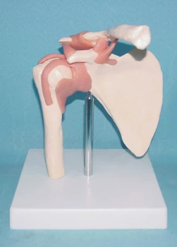 1:1 master človeške anatomije okostje anatomski model za prodajo Lobanja :odontologia Ramenski Kosti, Mišice Skupno Anatomski Model