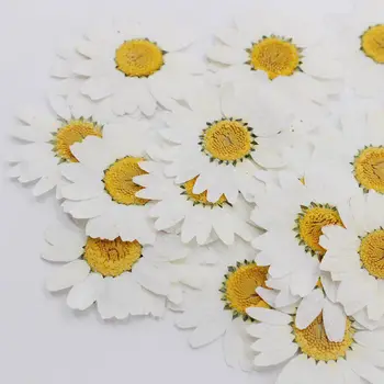 100 kozarcev Resnično Naravno Sušene Pritisnete Cvetje White Daisy Pritisnete Cvet za Smolo Nakit Nalepke za Nohte Ličila Umetnostne Obrti