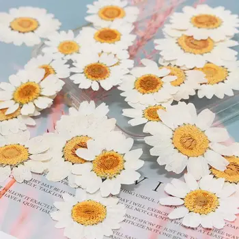 100 kozarcev Resnično Naravno Sušene Pritisnete Cvetje White Daisy Pritisnete Cvet za Smolo Nakit Nalepke za Nohte Ličila Umetnostne Obrti