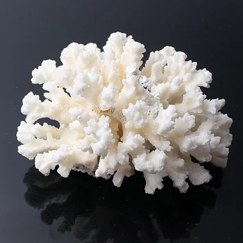 1PC Naravno Belo peščenih Fosilnih Gruče Quartz Crystal Greben Vzorcu Zdravljenje Doma Dekor Darilo