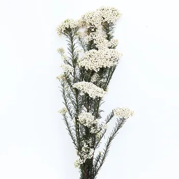 30-45 cm Naravni Rastlinski Posušen Cvet Konzervirane Sveže Nesmrtni Proso Cvet Šopke Darilo Za Dom Dekor svate, Dekoracijo