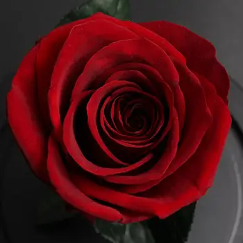 Lepota In Zver Konzervirane valentinovo Darilo Izključno Rose V Stekleno Kupolo Z Lučmi Večno Pravi Rose materinski Dan Gif