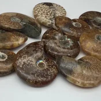Polž ammonite fosilov mineralov, od Maroka do multicolor Doma dekoracijo