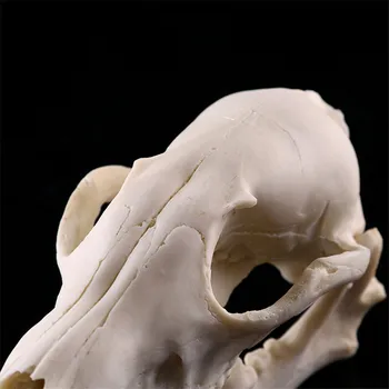 Ustvarjalne Smolo Fox Lobanja 1:1 Okostje Glavo Figur Skulpture Živali Obrti Kipi za Dekoracijo Halloween Dekoracijo Doma Darilo